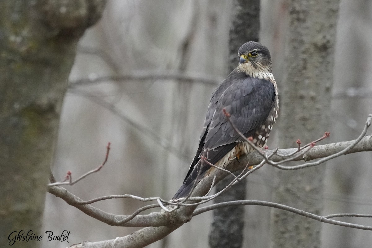 Merlin - ML646200558