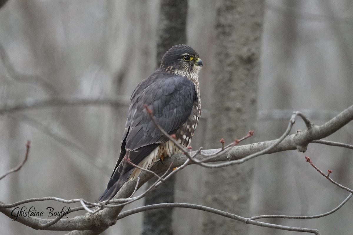 Merlin - ML646200559