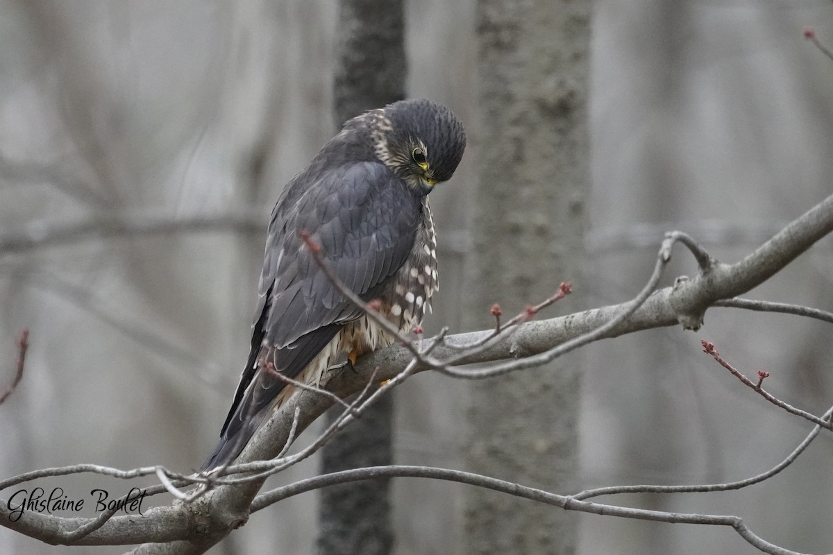 Merlin - ML646200560