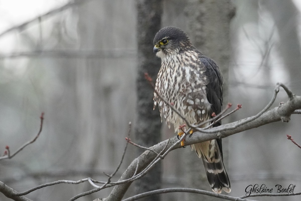 Merlin - ML646200561