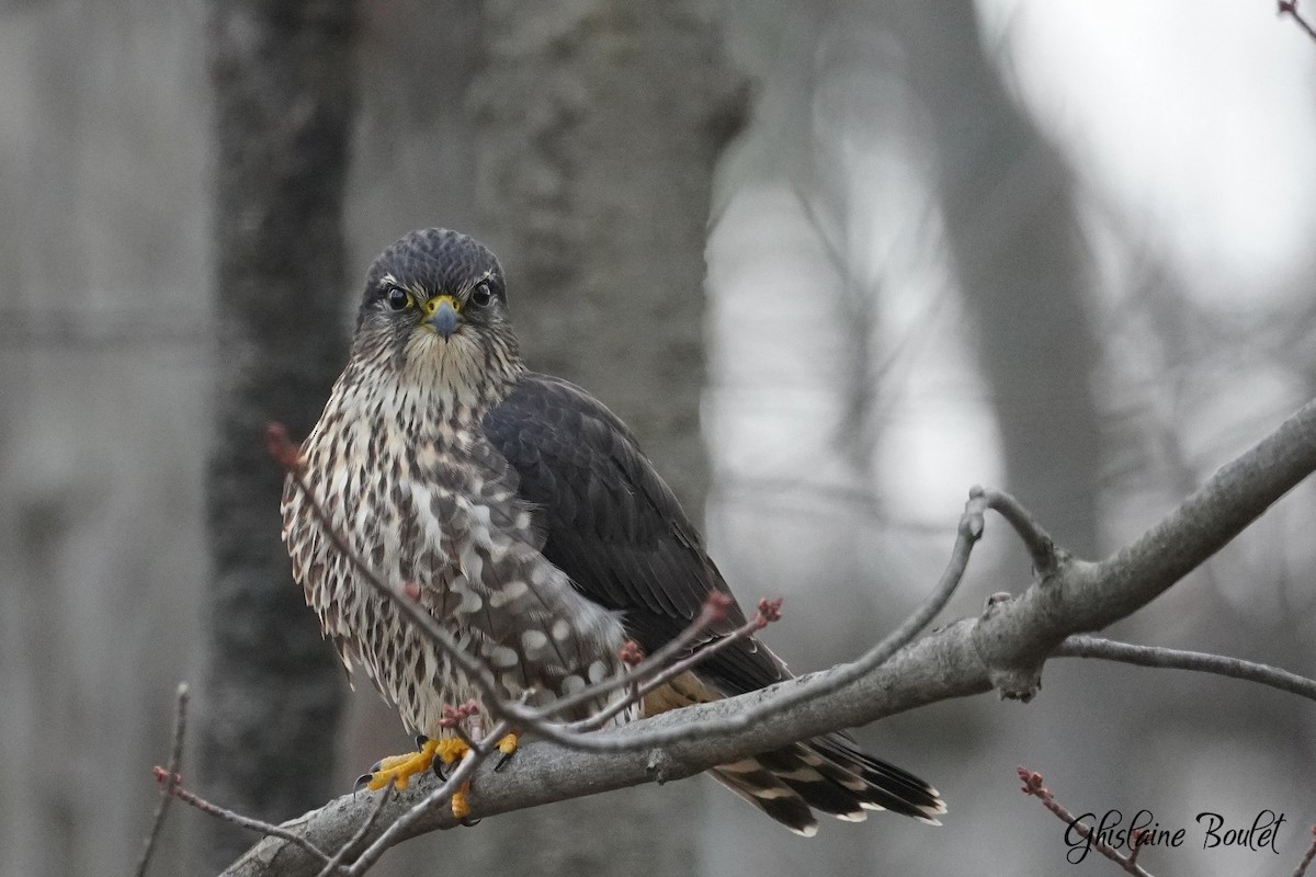 Merlin - ML646200562