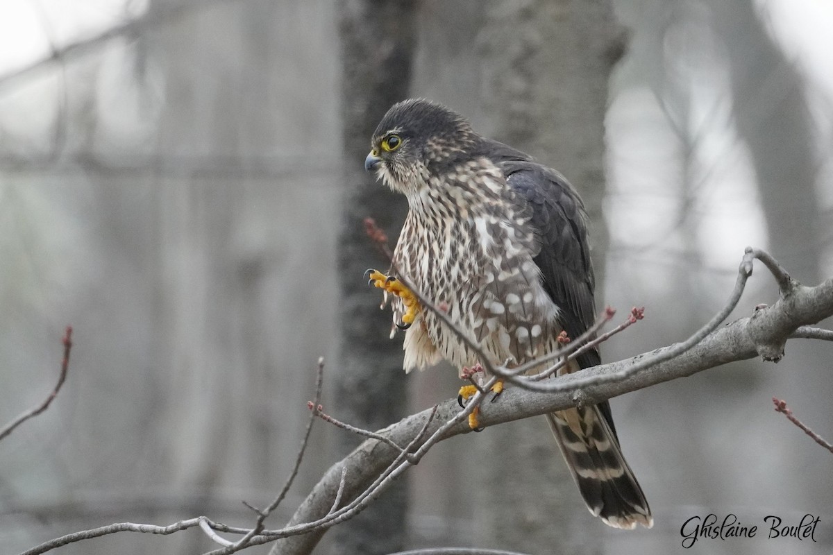 Merlin - ML646200563