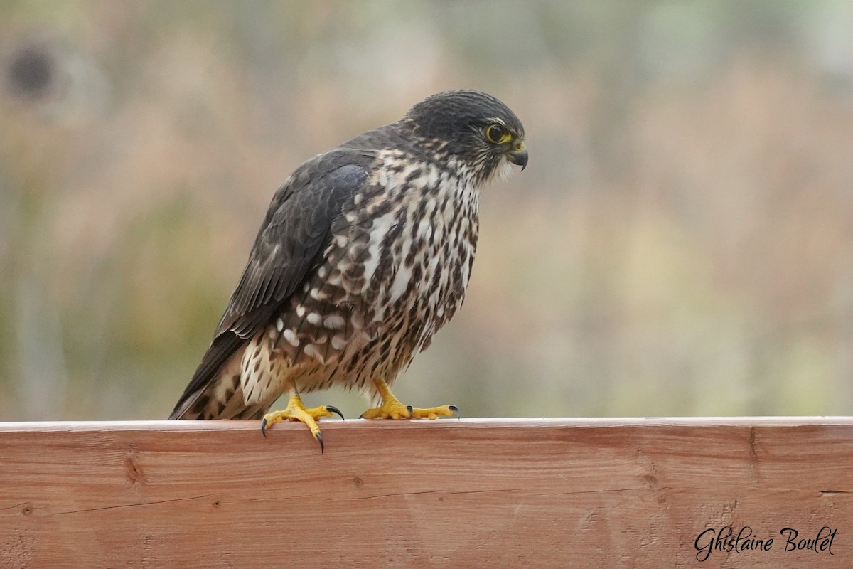 Merlin - ML646200565