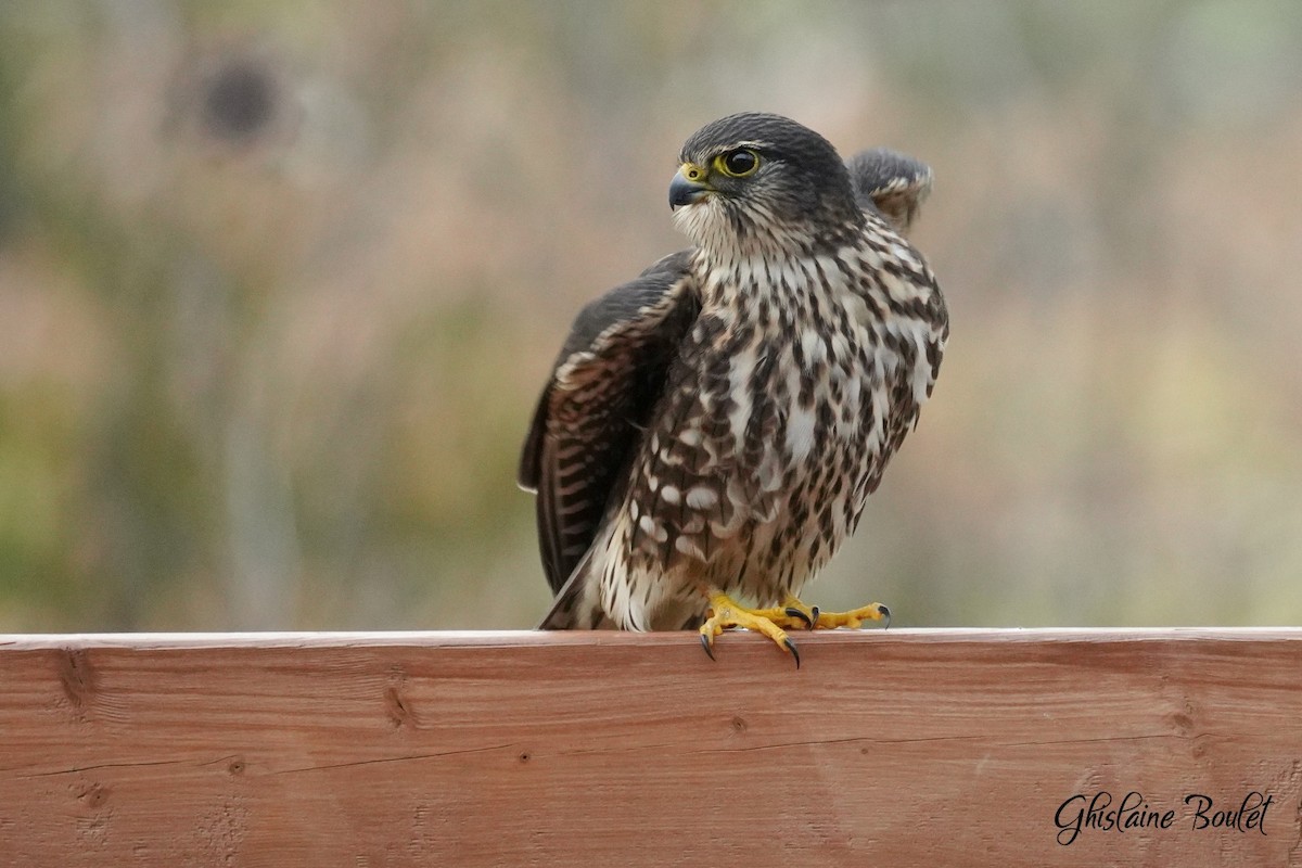 Merlin - ML646200566