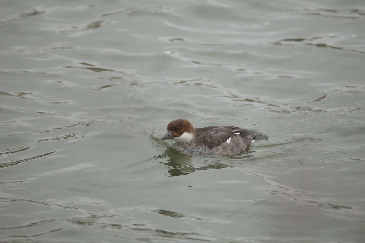 מרגון גמדי - ML646200582