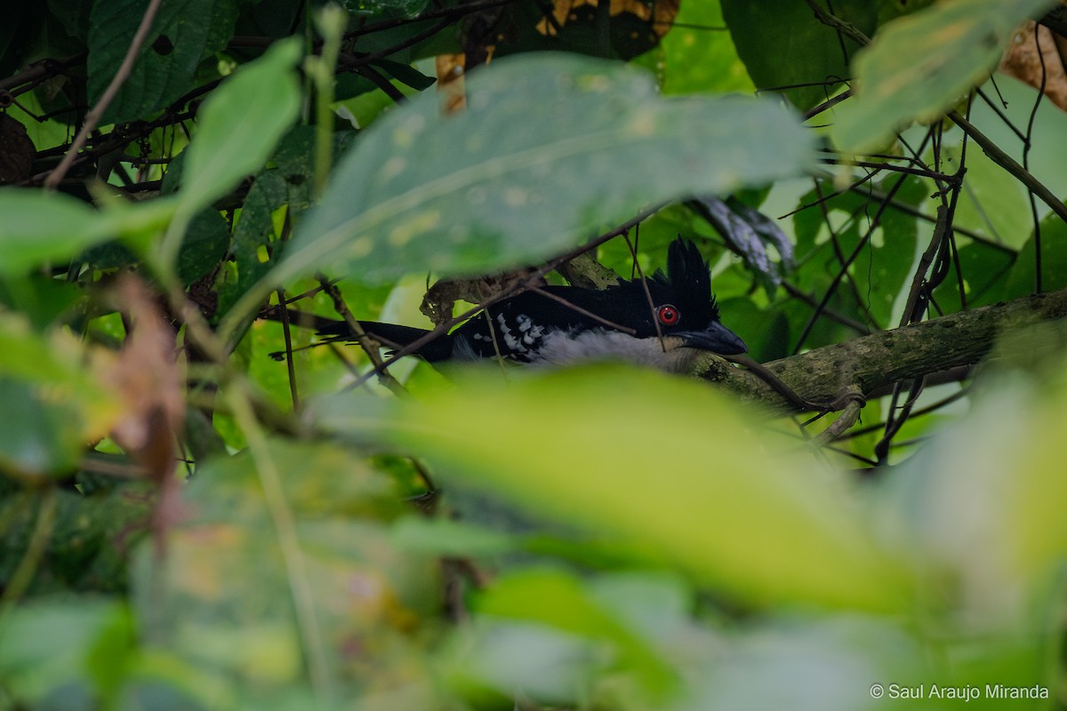 Great Antshrike - ML646200595