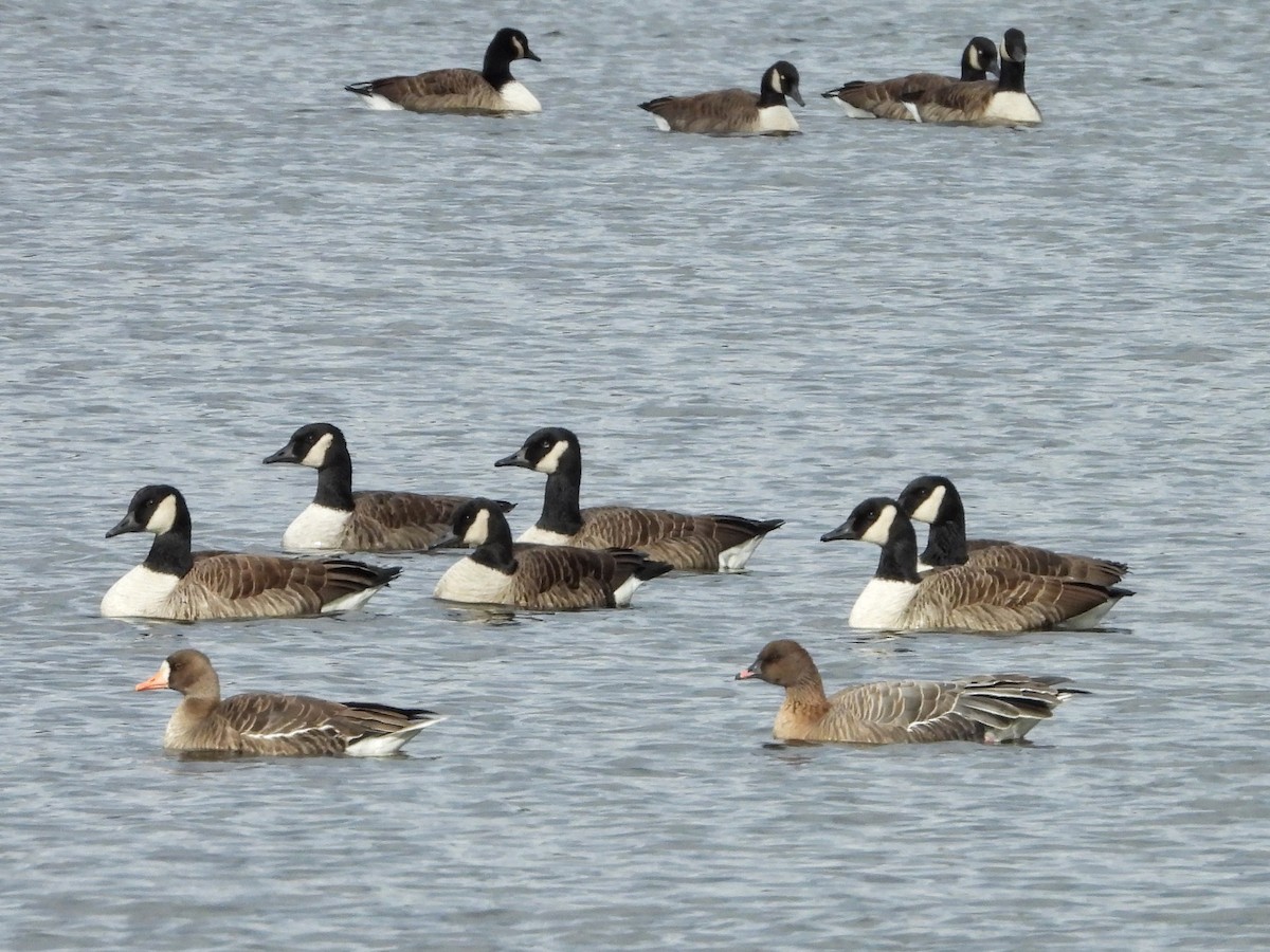 eBird Checklist - 28 Nov 2025 - Broad Brook Mill Pond - 19 species