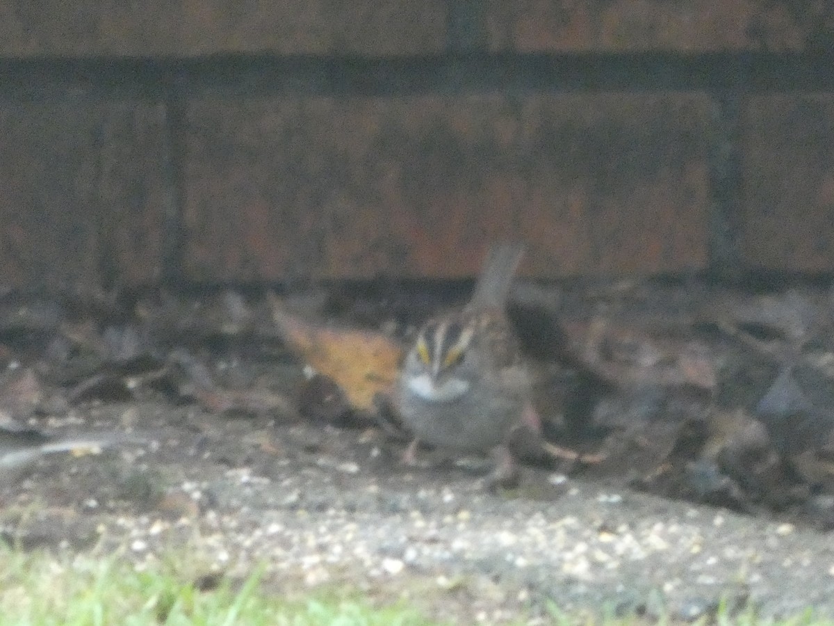 White-throated Sparrow - ML646200600