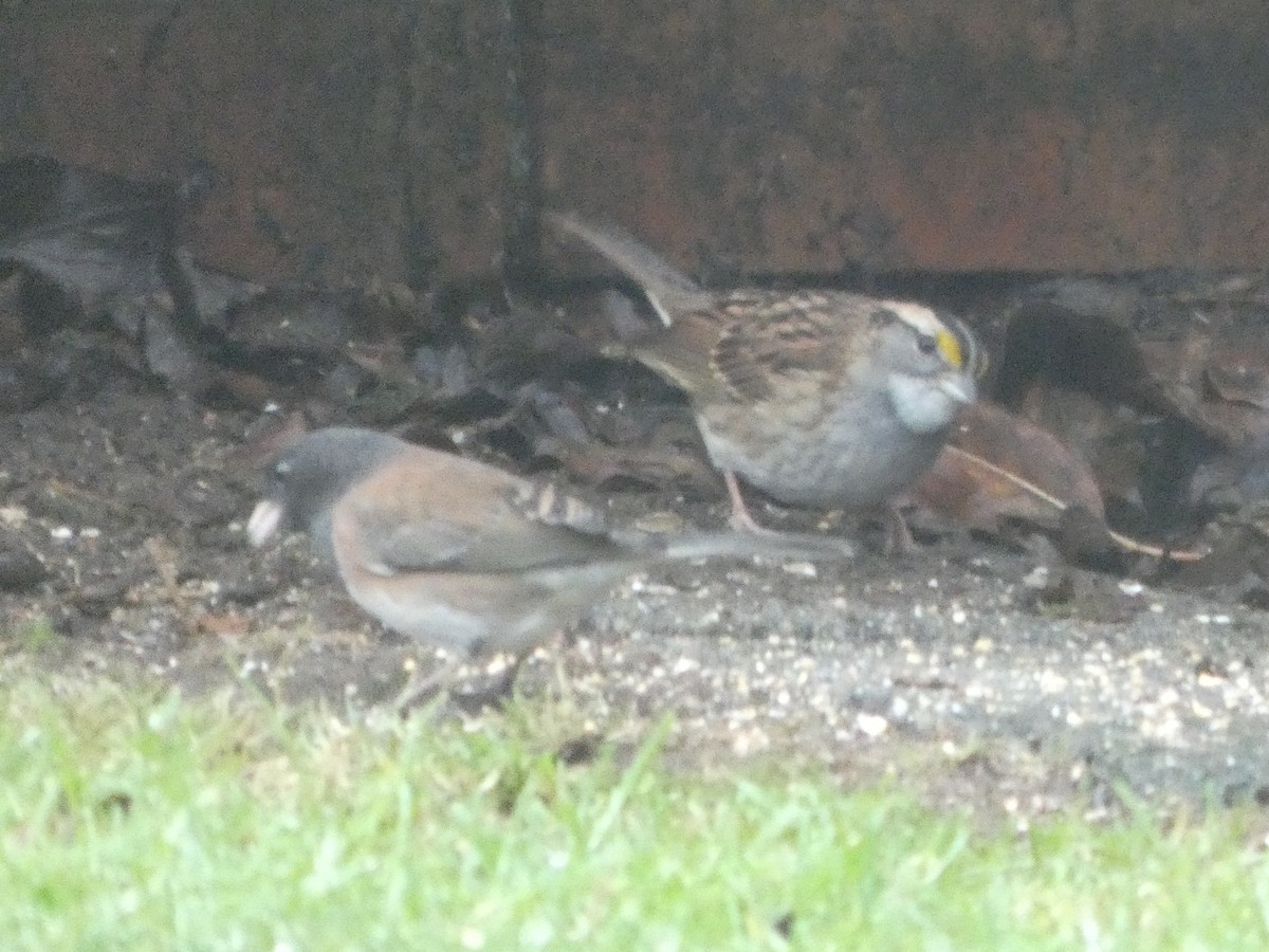 White-throated Sparrow - ML646200601