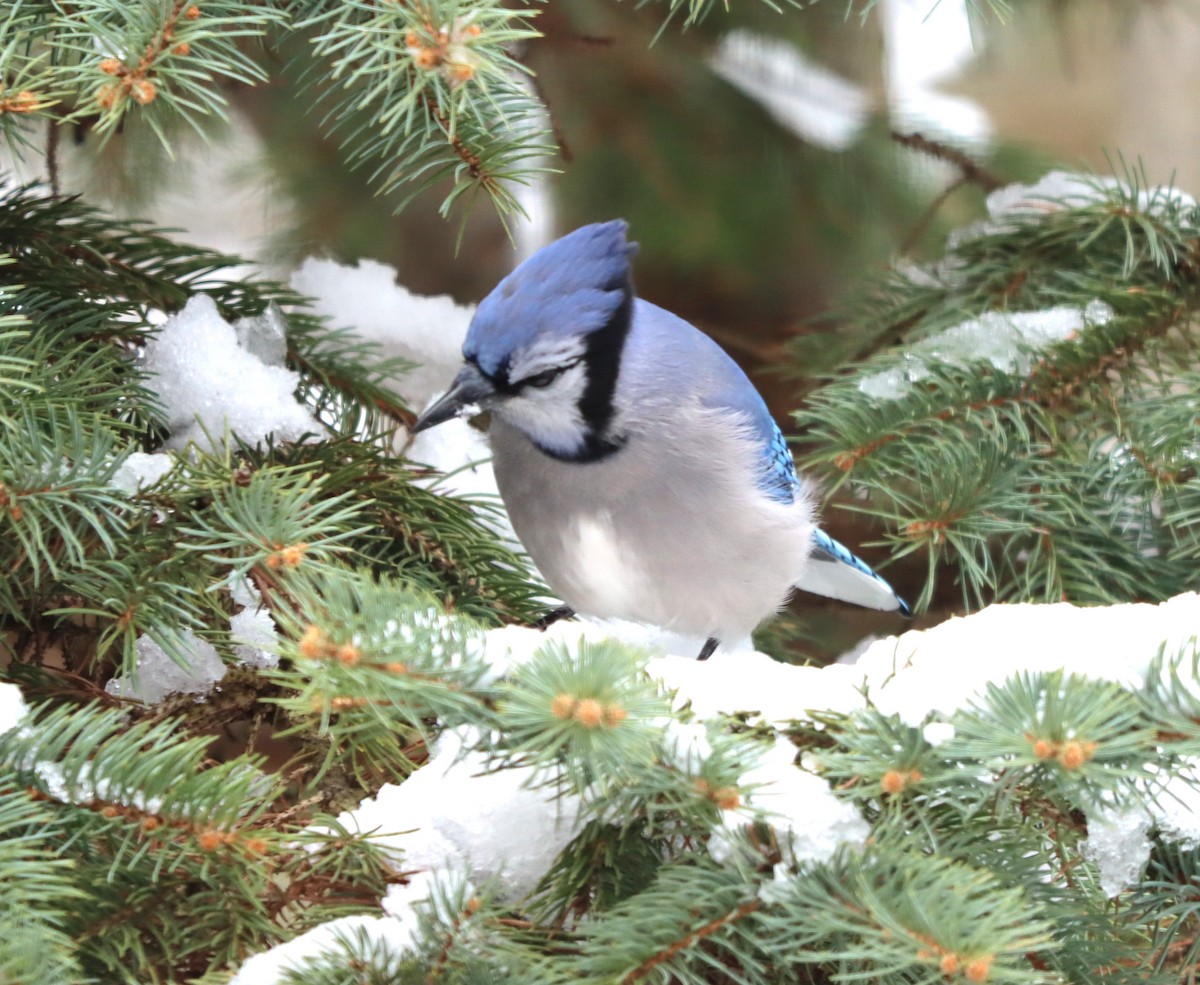 Geai bleu - ML646200610