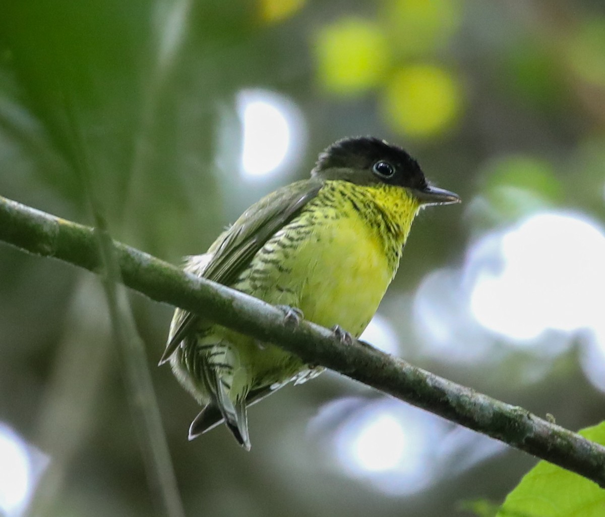 Brazilian Laniisoma - ML646200615