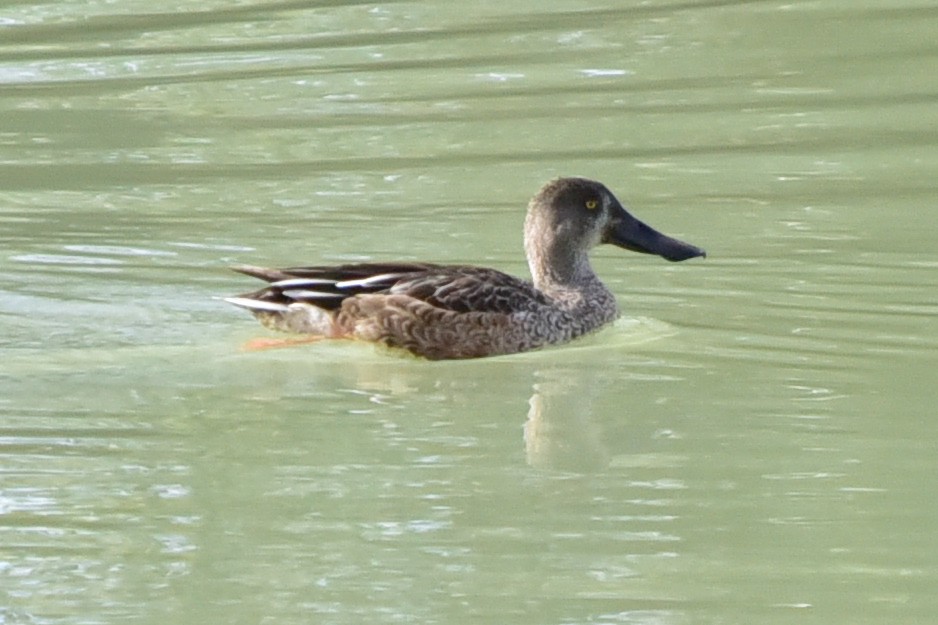 Northern Shoveler - ML646200619