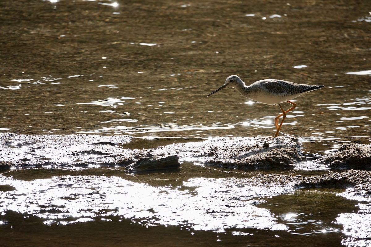 Greater Yellowlegs - ML646200625