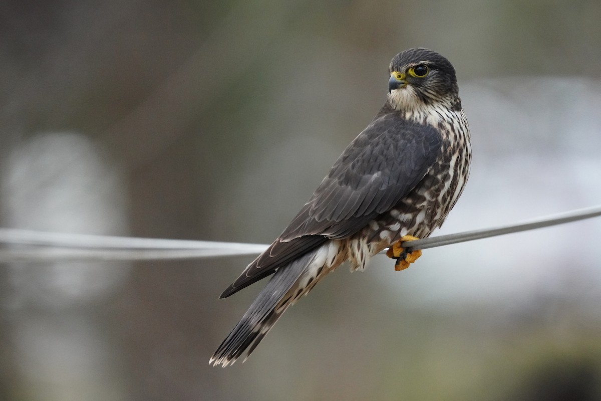 Merlin - ML646200629