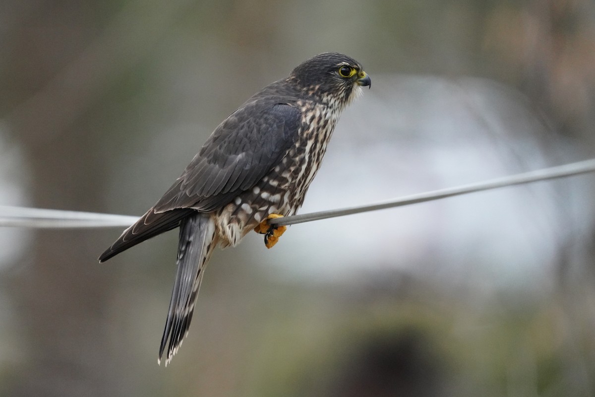 Merlin - ML646200630