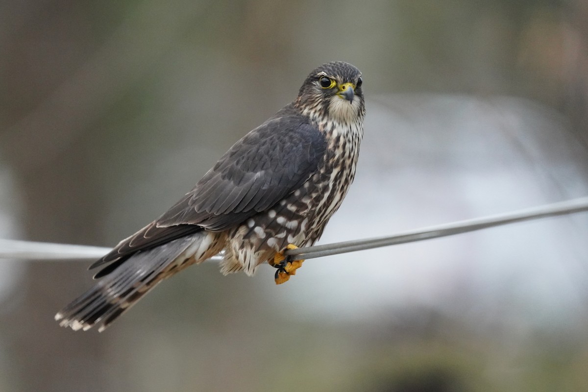 Merlin - ML646200631