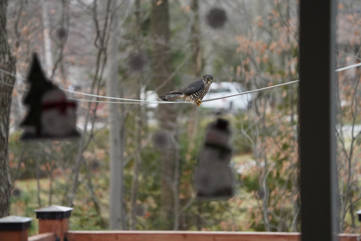 Merlin - ML646200632