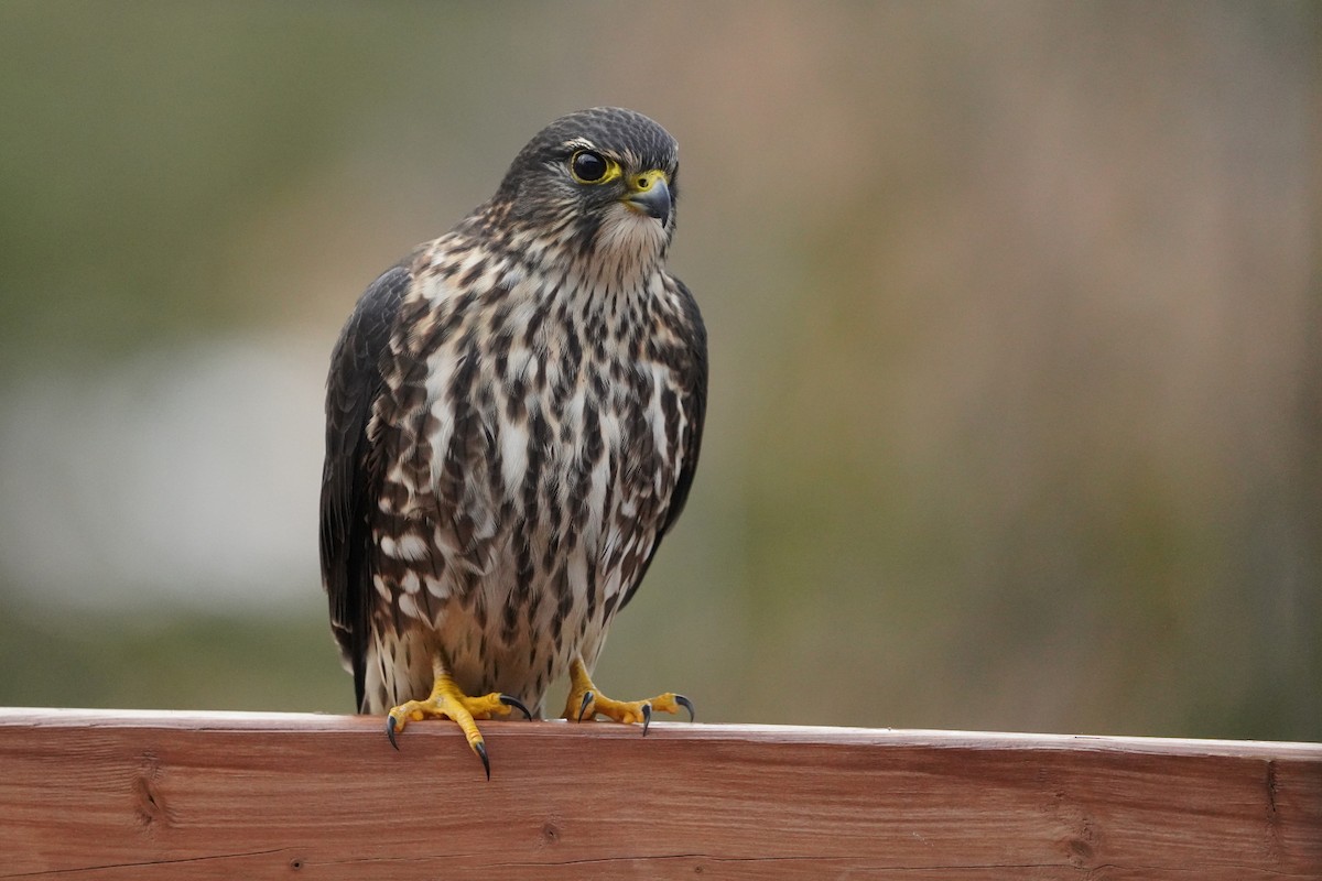 Merlin - ML646200633