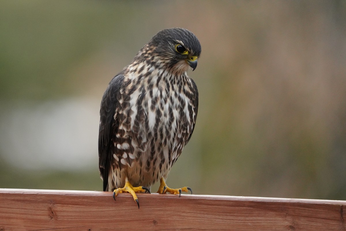 Merlin - ML646200634