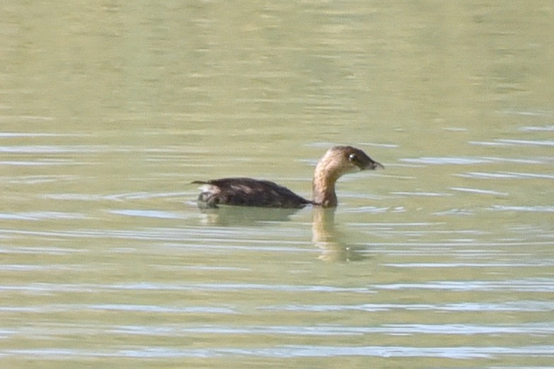 Pied-billed Grebe - ML646200635