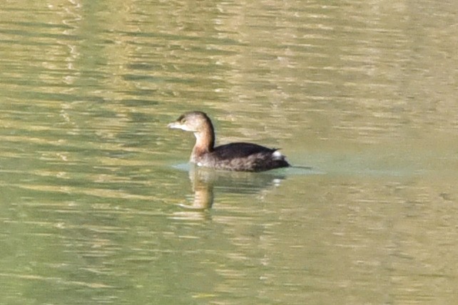 Pied-billed Grebe - ML646200636