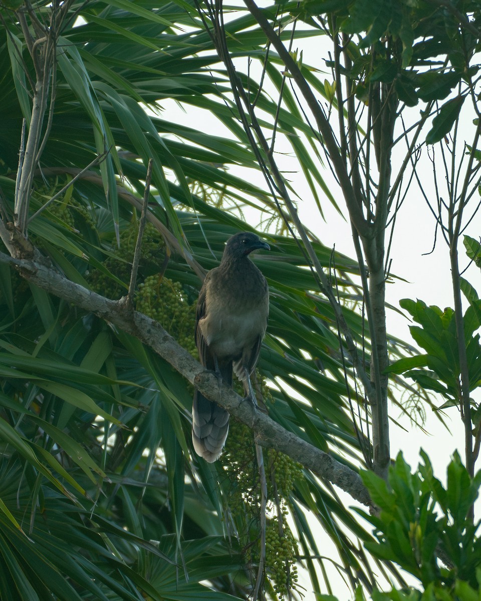 Plain Chachalaca - ML646200637