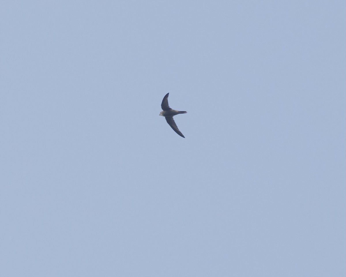 Серпокрилець чорний - ML646200639