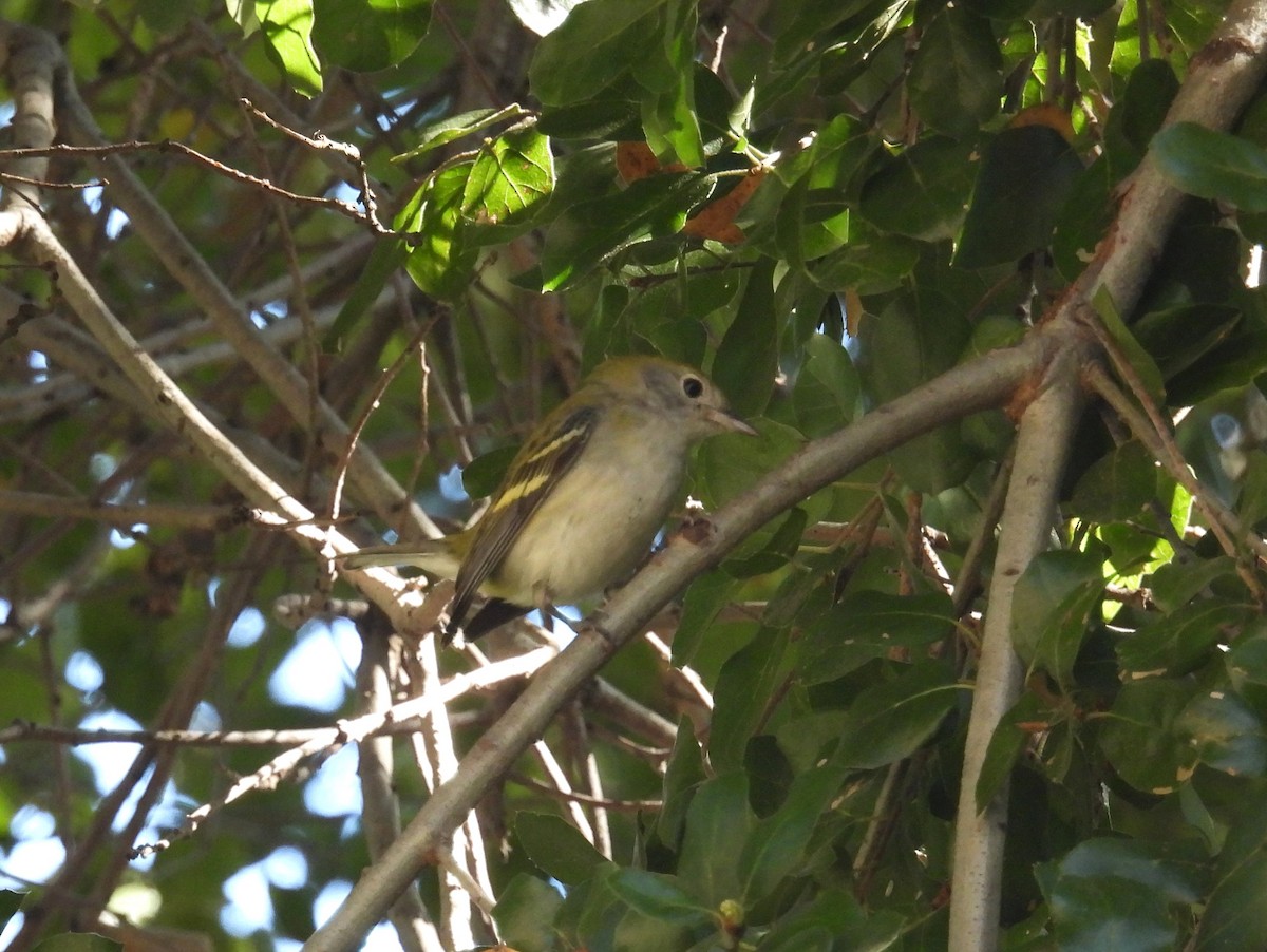 lesňáček rezavoboký - ML646200641