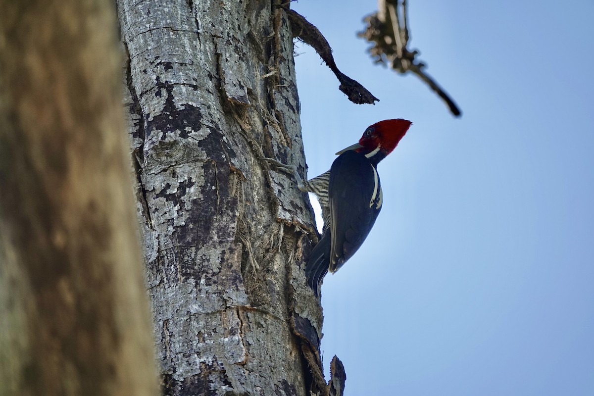 Pale-billed Woodpecker - ML646200646
