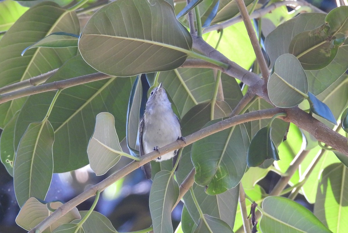 lesňáček rezavoboký - ML646200647