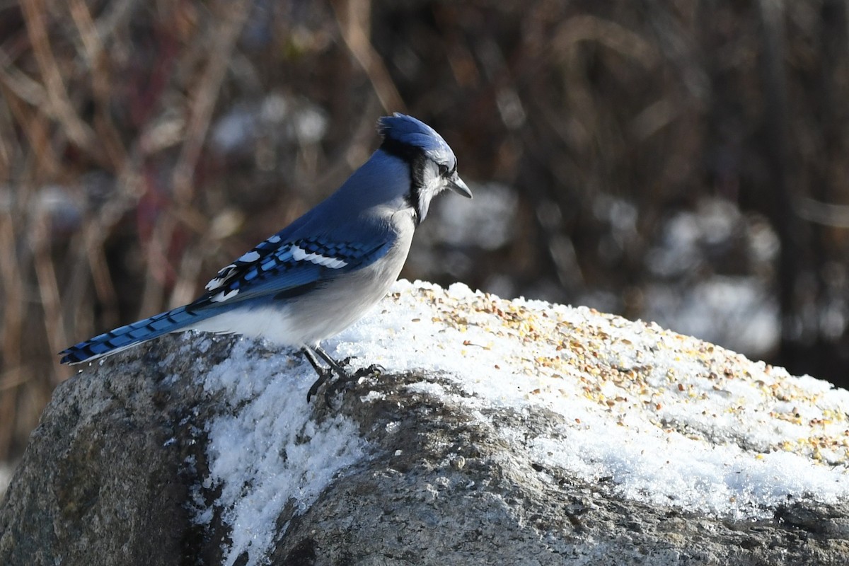 Geai bleu - ML646200648