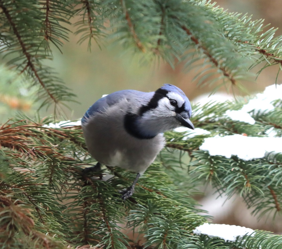 Geai bleu - ML646200649