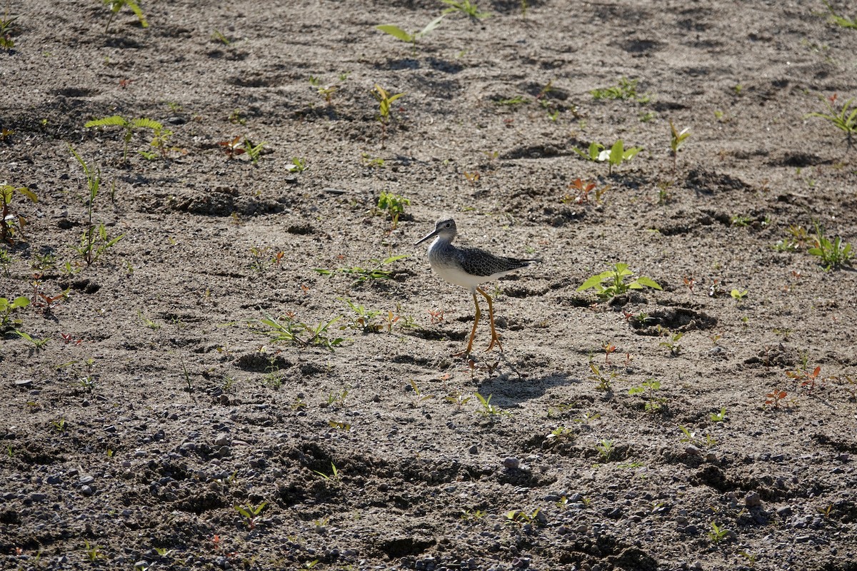 Greater Yellowlegs - ML646200658