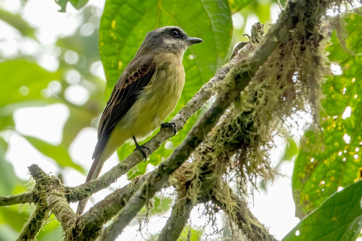 Tyran sociable - ML646200667