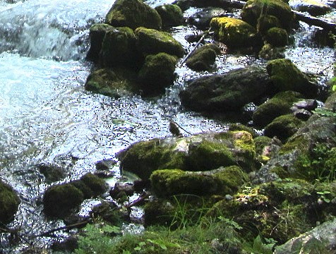 White-throated Dipper - ML646200668