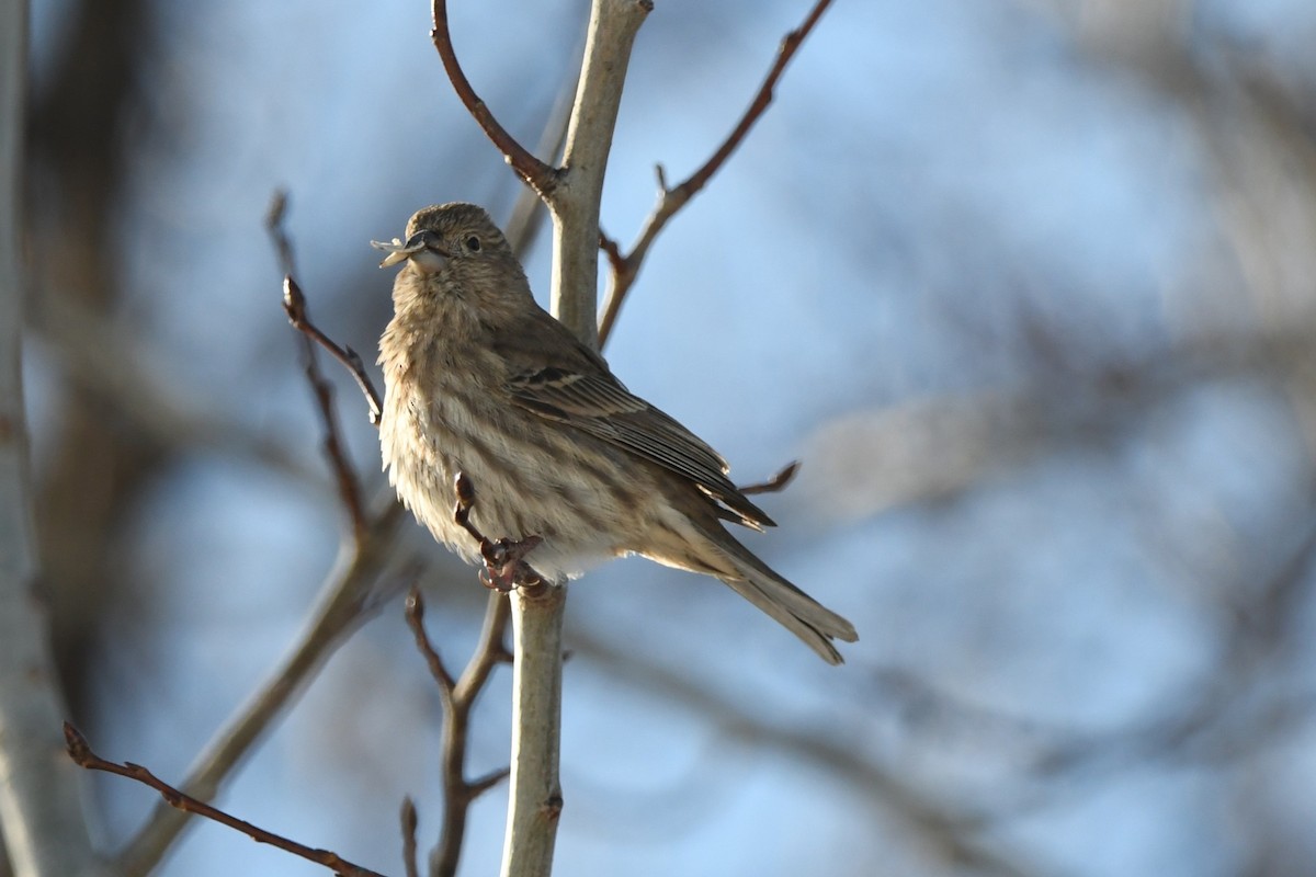 House Finch - ML646200669