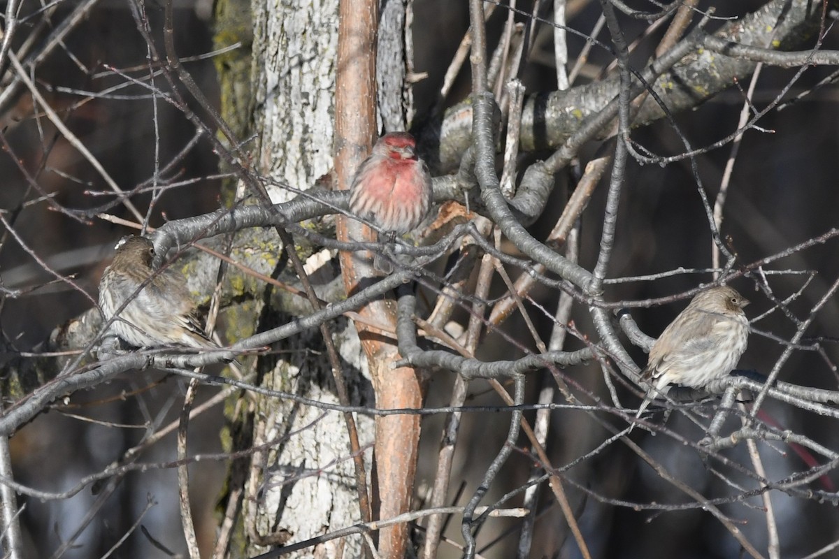 House Finch - ML646200670