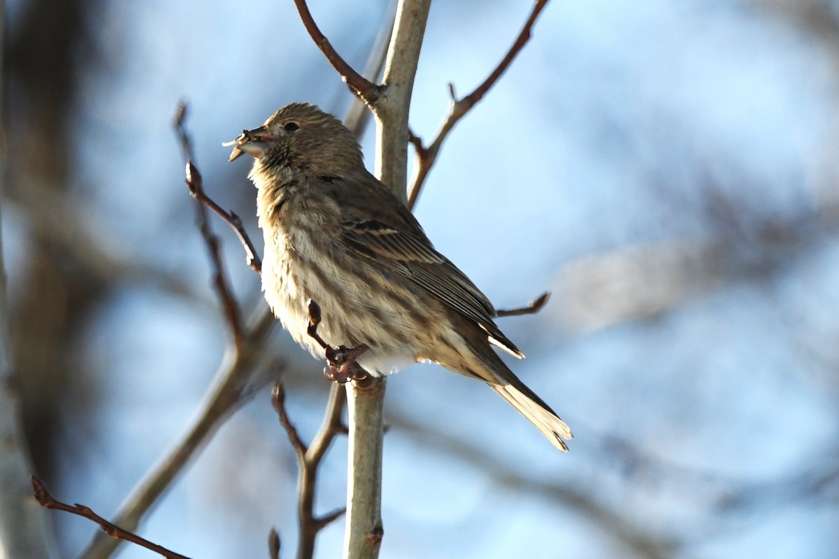 House Finch - ML646200671