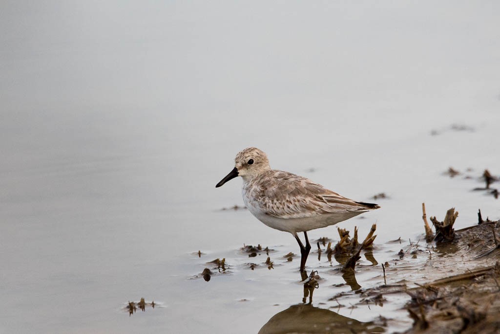 Semipalmated Sandpiper - ML646200672