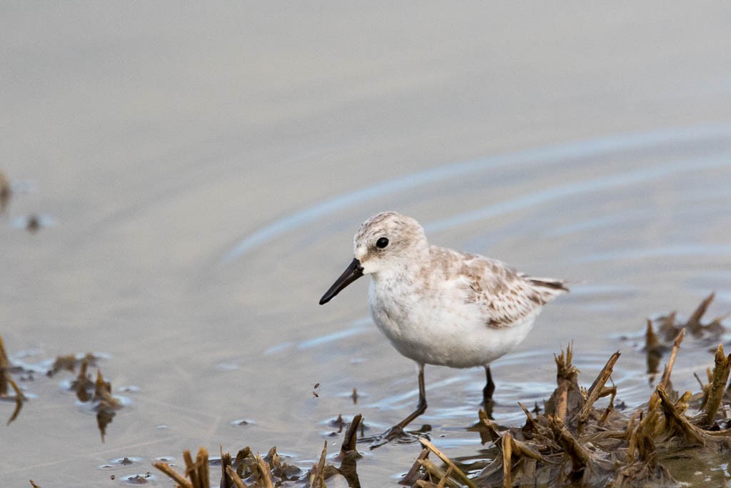 Semipalmated Sandpiper - ML646200673