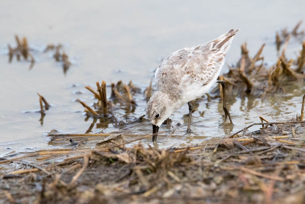 Semipalmated Sandpiper - ML646200674