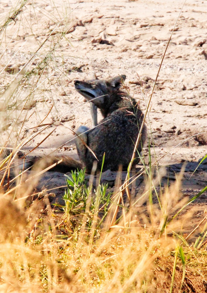 Coyote - ML646200686