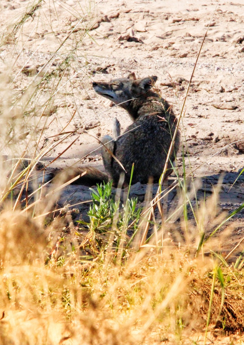 Animals - ML646200687