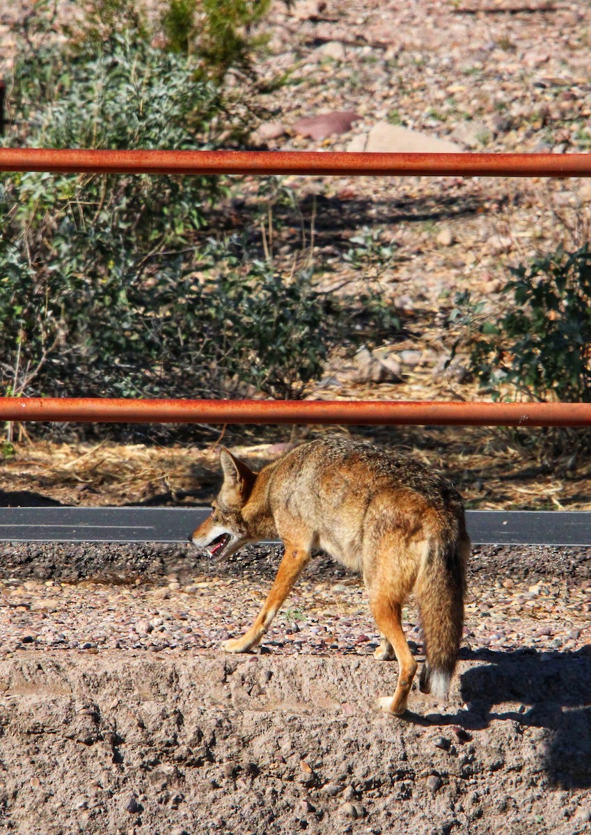 Animals - ML646200688