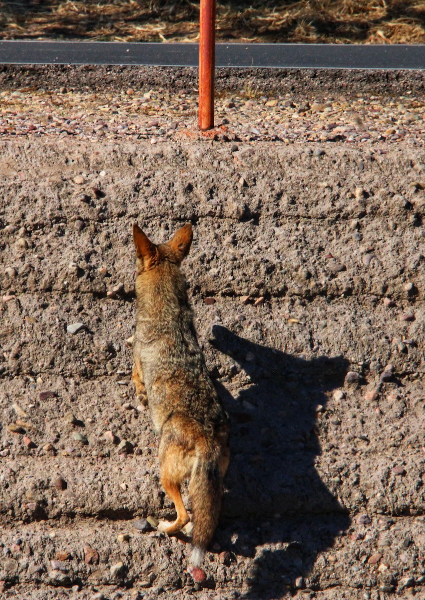 Animals - ML646200689