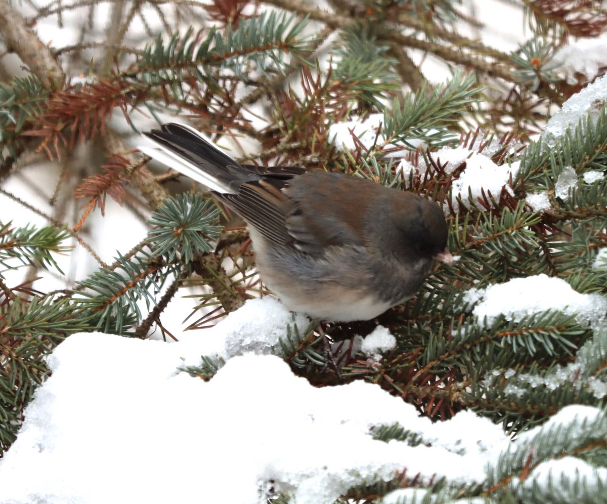 Dark-eyed Junco - ML646200692