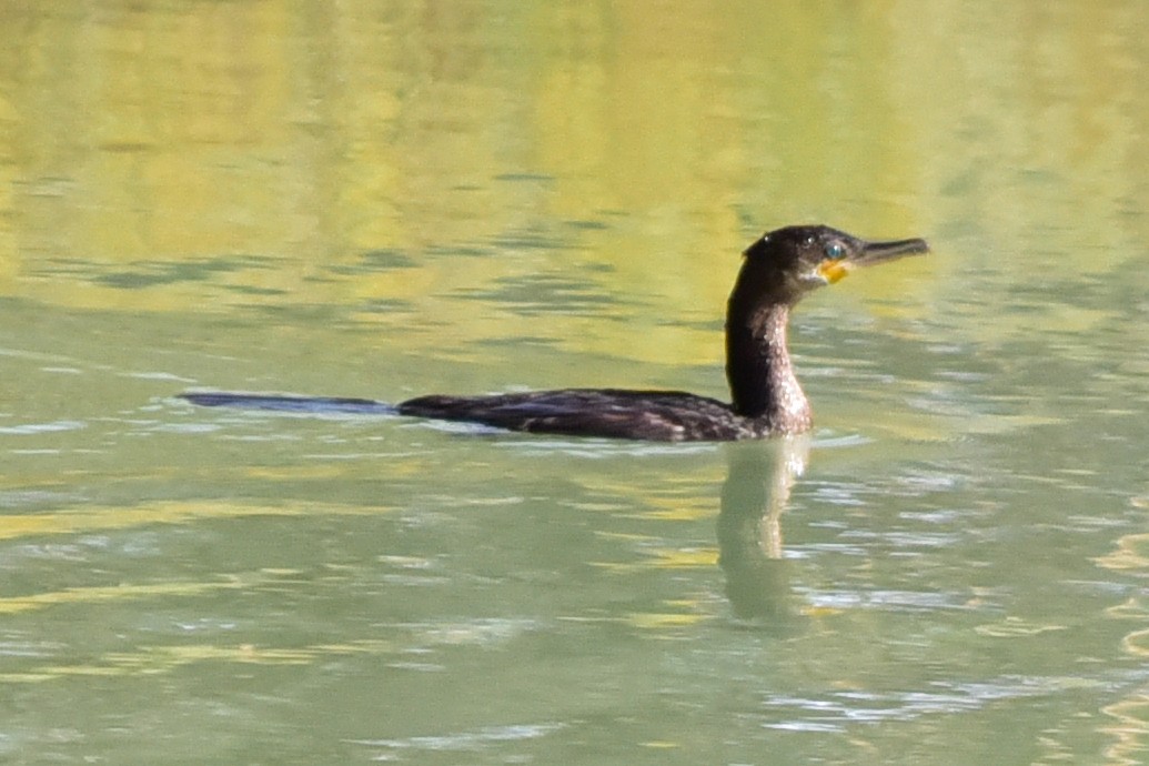 Neotropic Cormorant - ML646200697
