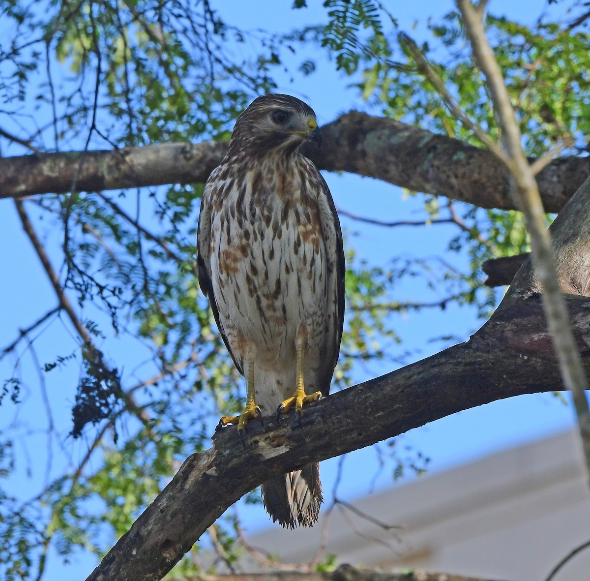 Red-shouldered Hawk - ML646200698