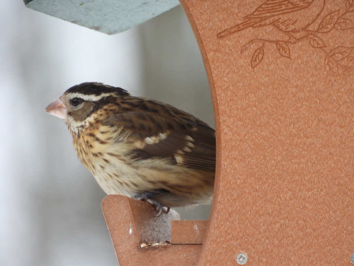 Rose-breasted Grosbeak - ML646200706
