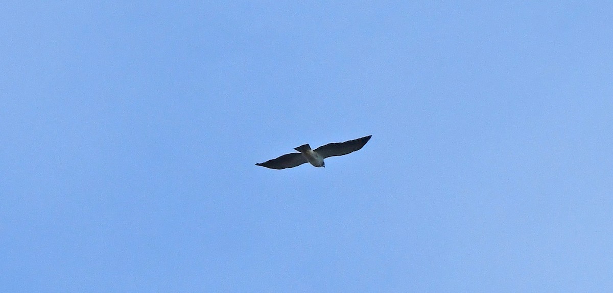 Short-tailed Hawk - ML646200710